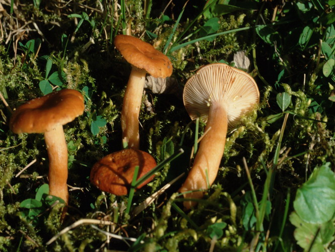 Specie interessanti dalla LAPPONIA due
